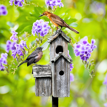 Bird Houses & Feeders