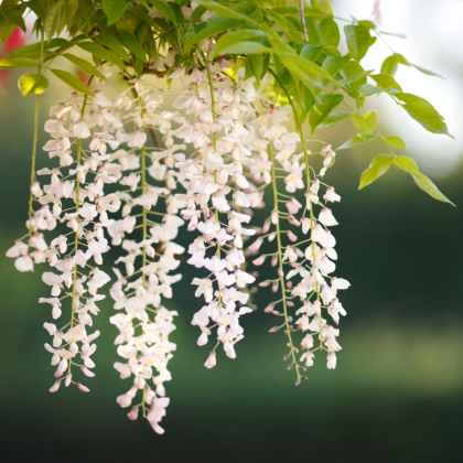 Hanging Plants