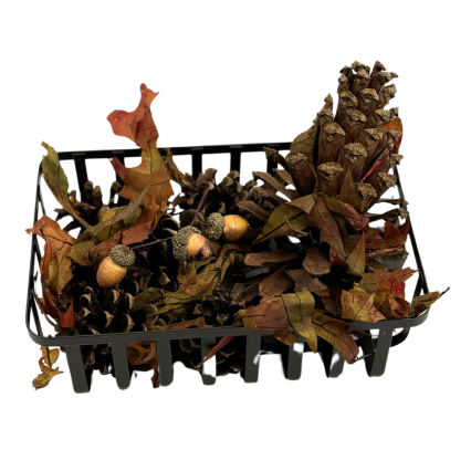 Scented Harvest Pinecone Variety with Acorns