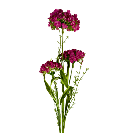 30" Sweet William Spray