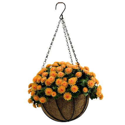 Orange Mum Flowers Hanging Basket