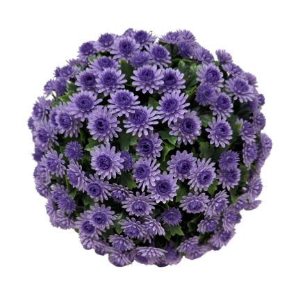 12" UV Mum Topiary Ball - Lavender