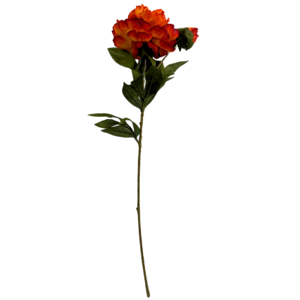 26" Dried Peony Spray - Orange