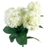 18" Hydrangea Macrophylla - White