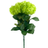 18" Hydrangea Macrophylla - Lime