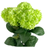 18" Hydrangea Macrophylla - Lime