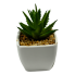 3.5" Succulent in White Planter