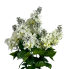 20.5" Lilac Bush- White