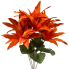 17" Burnt Orange Dahlia Bush