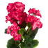 20" Geranium Bush - Pink