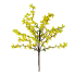 16" Wild Forsythia Spray