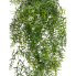 30" Sprengeri Hanging Bush