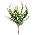 10" Button Fern Bush