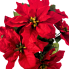 15" Poinsettia Bush