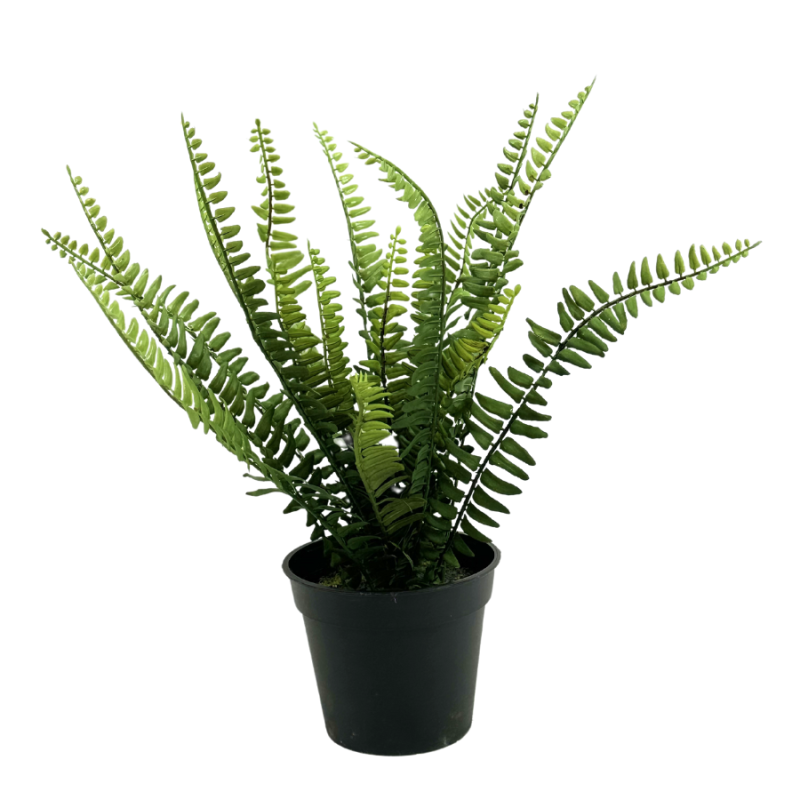 16" Fern in Black Pot