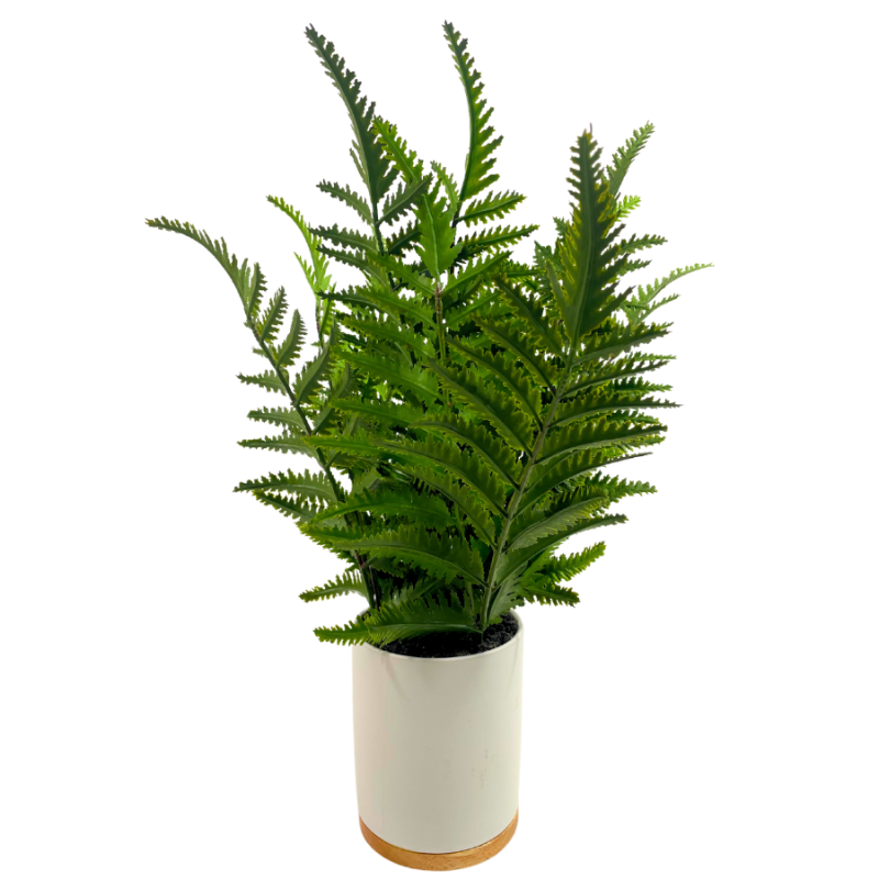 15" Mixed Fern Potted Plant