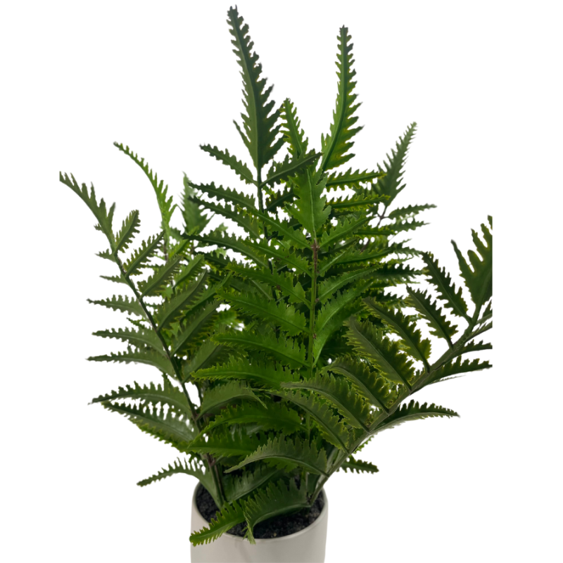 15" Mixed Fern Potted Plant