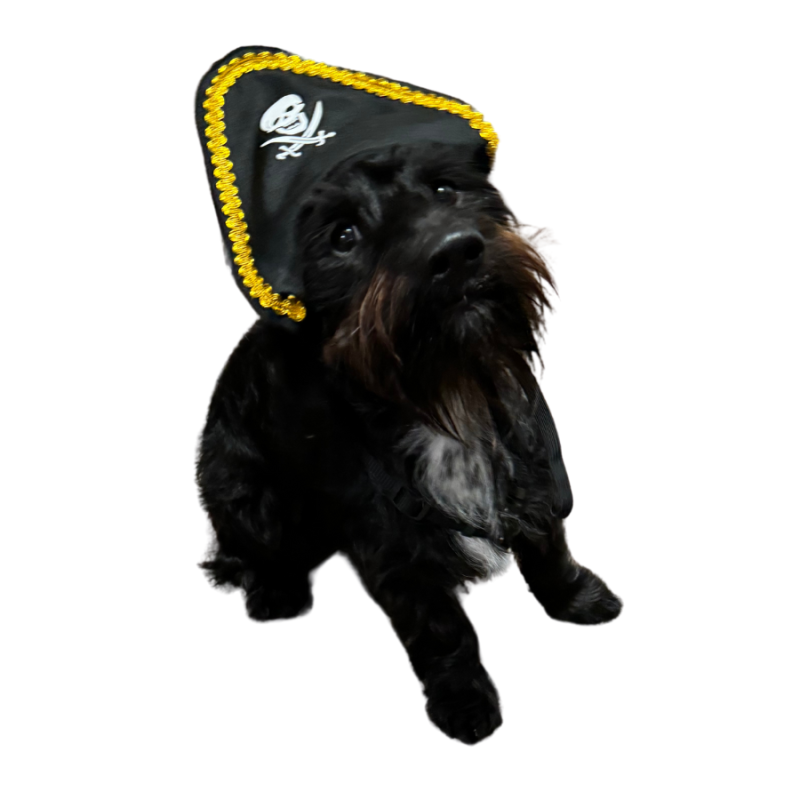 Bark & Bone Pirate Hat for Pets