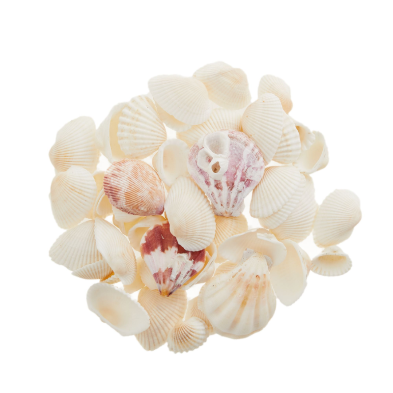 Assorted Natural Seashells