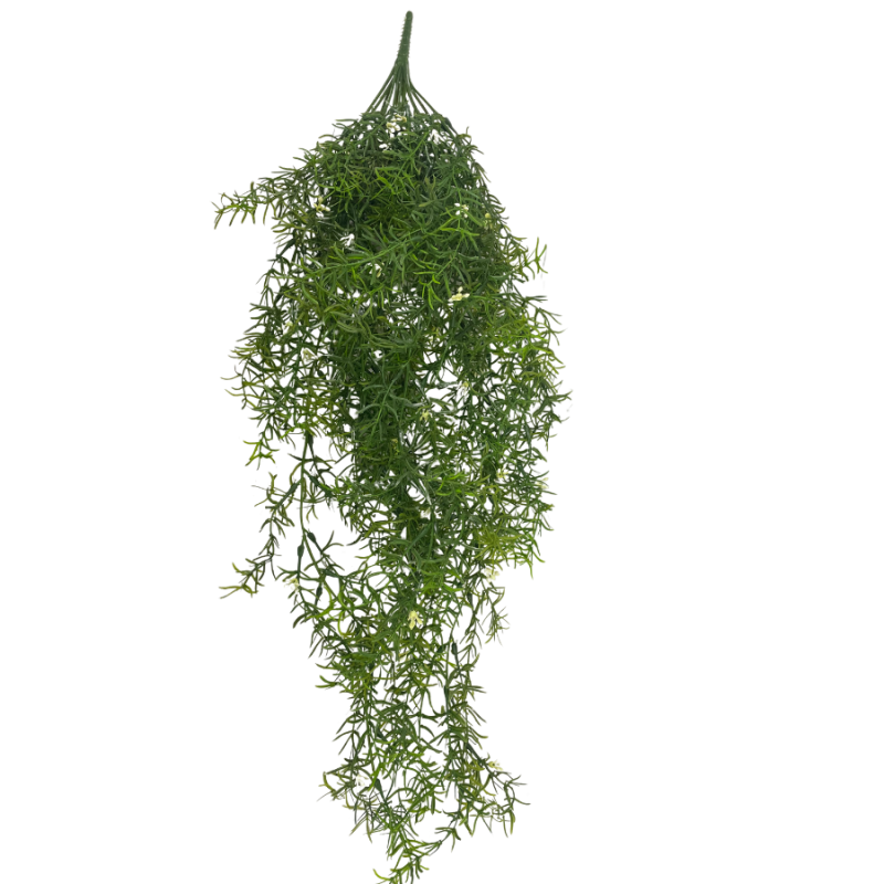 30" Sprengeri Hanging Bush